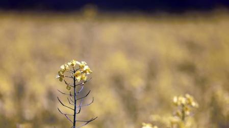 Imágenes de campos de colza en Navarra