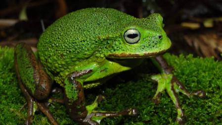 Nueva especie de rana marsupial del género Gastrotheca descubierta en la Amazonía peruana