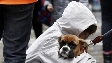 Nuevo grave caso de maltrato animal en Navarra