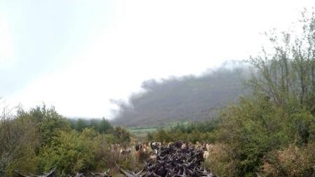 Castillonuevo y las cabras de la discordia