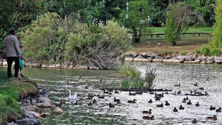 Carteles para advertir de lo poco conveniente que es dar pan a los patos