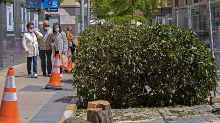 Talados por sorpresa parte de los aligustres de la calle San Andrés
