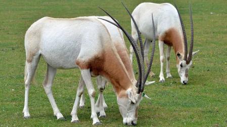 Dos ejemplares de oryx blanco.