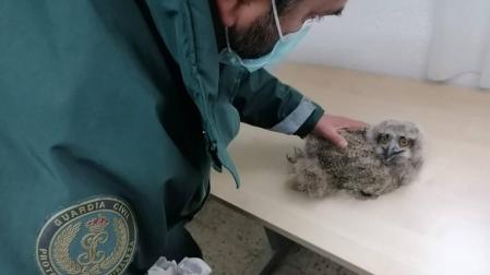 Rescatada una cría de búho en un paraje de Artajona