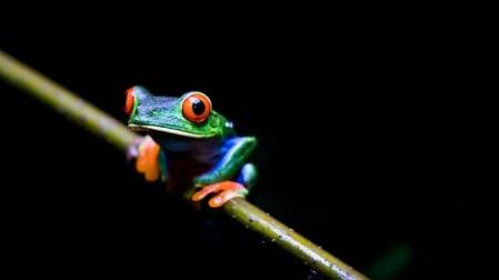 ¿Quiere controlar la malaria? Proteja a las ranas