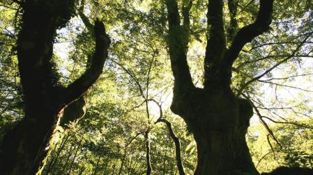 El bosque centenario de Artikutza, tema de la próxima charla