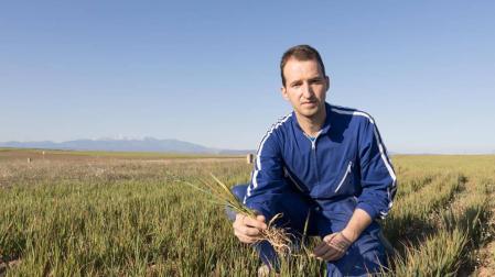 La sequía ya ha ocasionado en el cereal de la mitad sur de Navarra “pérdidas irreversibles”
