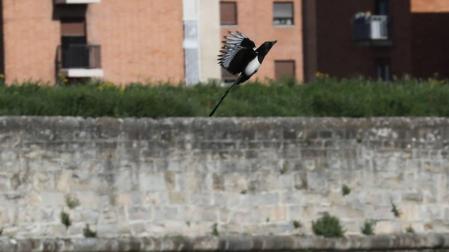 Pamplona, ciudad de urracas