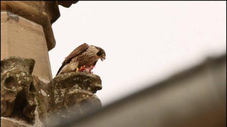Halcones contra palomas en Ansoáin