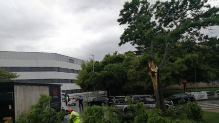 La caída de una rama corta el tráfico en Villava