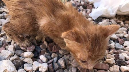 Rescatados 5 cachorros de gato abandonados en una maleta cerrada herméticamente