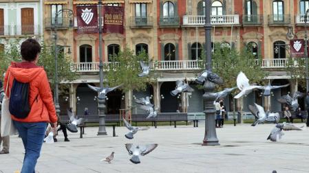 Alrededor de 8.000 palomas viven entre vecinos y casas de Pamplona