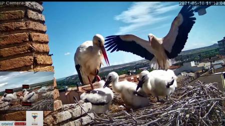 Cigüeñas de Tudela..., en directo por YouTube
