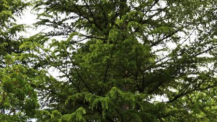 Un maratón para mirar y  valorar la flora