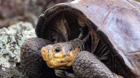 Encuentran una tortuga en las Galápagos que se creía extinguida hace más de 100 años