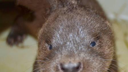 Nace en Sendavia el cuarto ejemplar de nutria europea, especie amenazada