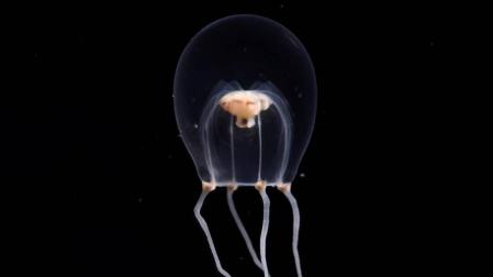 La medusa wataboshi (Tiaricodon orientalis) ha sido identificada por el Acuario de Enoshima.