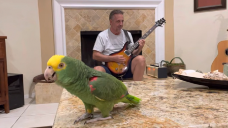 Tico, el loro que canta clásicos del rock y arrasa en las redes