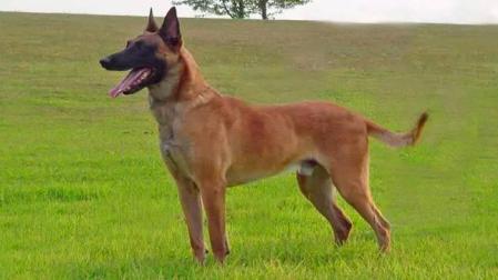 Ejemplar de perro pastor belga malinois.