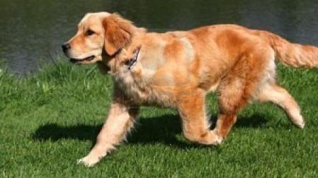 Sesi&oacute;n de Peluqueria para perro grande
