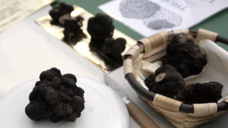Un ejemplar de trufa negra del valle de la Valdorba