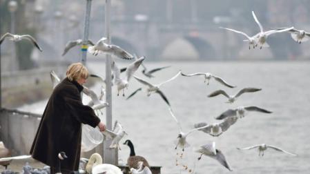 El problema del exceso de gaviotas en las islas Cíes