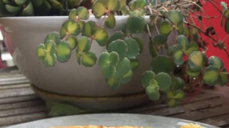 Lasaña de patata y atún