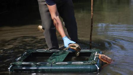 Pamplona instalará trampas para tortugas galápagos de Florida en los ríos