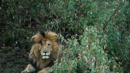 'Scarface' era el león más longevo de la reserva natural del Masái Mara en Kenia