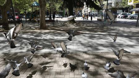 Pamplona actuará en dormideros para reducir el número de palomas