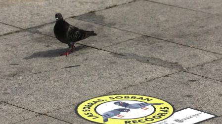 Una paloma mira con recelo uno de los carteles de la campaña del Ayuntamiento.