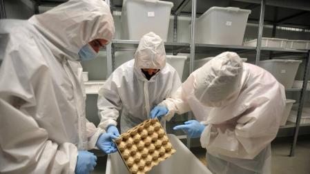 Un proyecto piloto trata de obtener fertilizante a través de restos de grillo