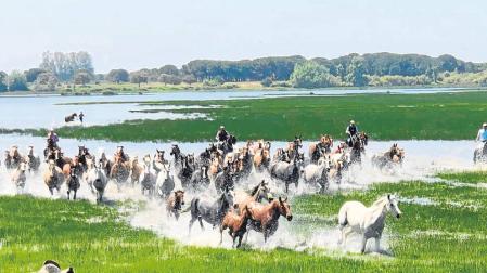 Saca de yeguas en Doñana