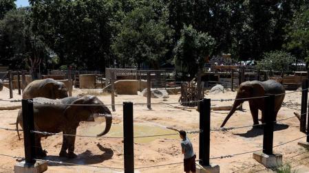 Baños de agua y barro para 'Susi', 'Yoyo' y 'Bully', elefantas del Zoo de Barcelona