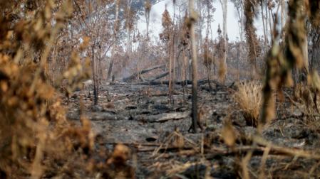 Restos de un incendio en la Amazonía