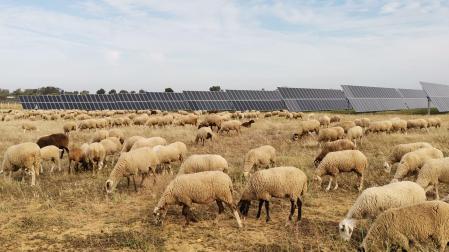 Un rebaño de ovejas pastando entre las placas solares de una planta fotovoltaica