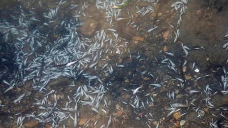 Peces muertos en La Manga