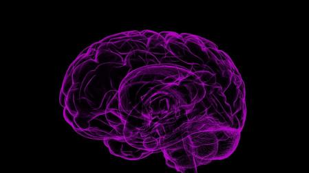 Un cerebro humano
