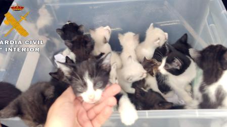Cachorros de gatos abandonados