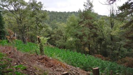 La plantación está en pleno espacio natural protegido de las Muntanyes de Prades y los narcotraficantes habían talado árboles para que el sol llegara bien a todas las plantas