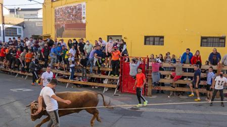 Toro con soga en Lodosa.