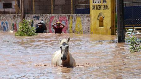 Un caballo camina por una calle inundada por el paso del huracán Pamela, en el municipio de Rosamorada, estado de Nayarit (México)