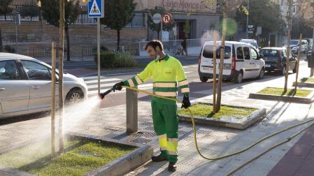 Un operario de la contrata de jardines riega el césped colocado en el alcorque de un árbol con el cine Moncayo, al fondo