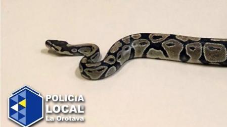 Imagen del animal encontrado