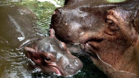 Madre hipopótamo con su cría recién nacida