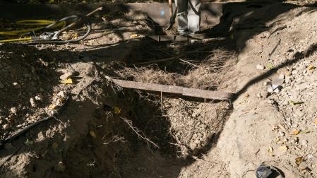 Primera de las catas realizadas al arbolado del paseo Sarasate