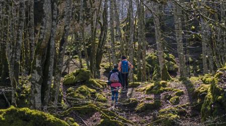 Bosque encantado, en la sierra de Urbasa