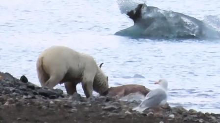 Imagen de la osa con el reno cazado en el agua y que ha arrastrado a la orilla para devorarla