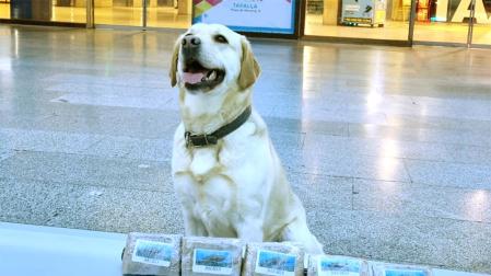 Droga detectada por el equipo canino de la Policía Municipal de Pamplona