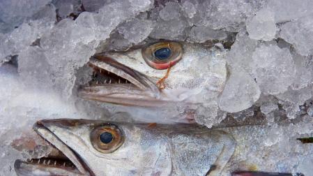 Merluza